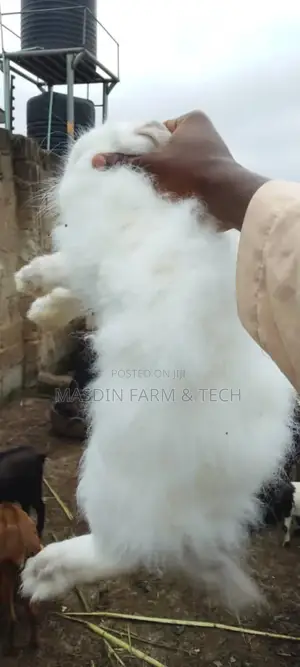 Fluffy Angora Breed (Age: 1yr +)
