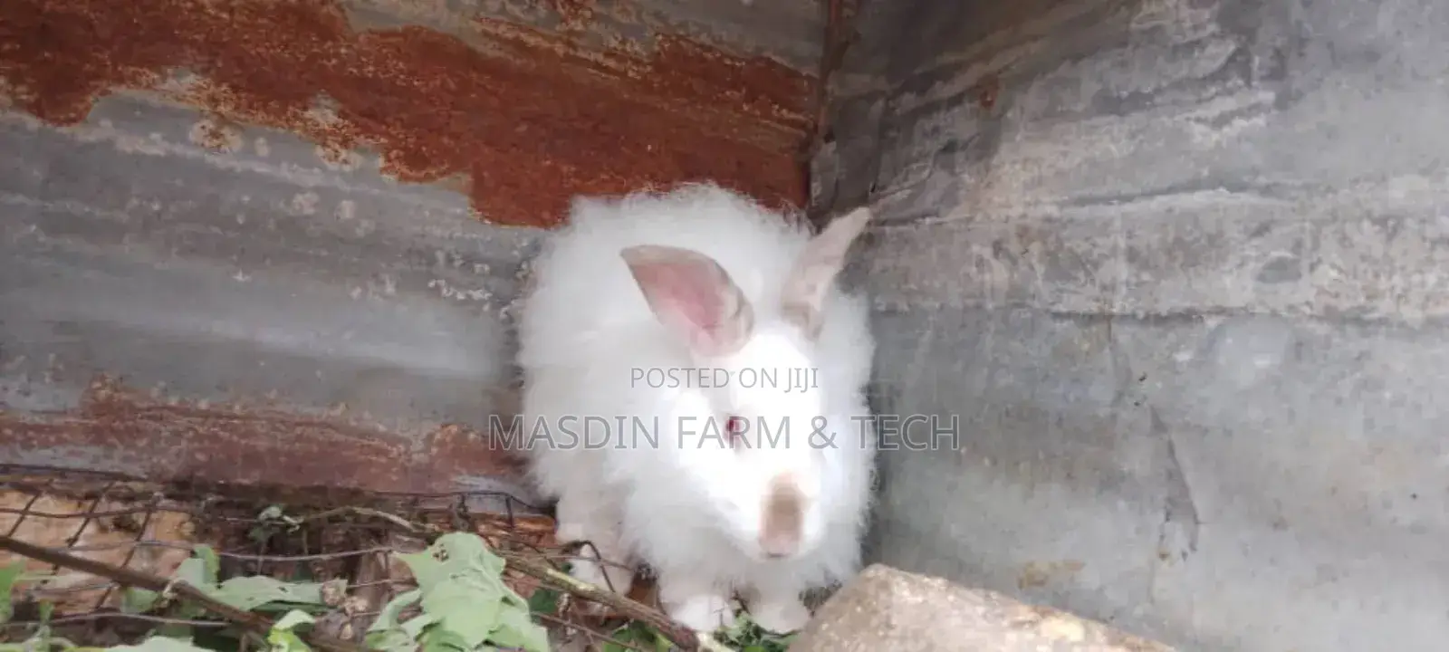Fluffy Angora Breed (Age: 1yr +)