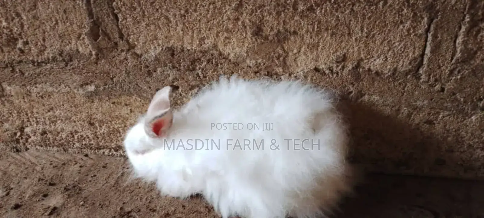 Fluffy Angora Breed (Age: 1yr +)