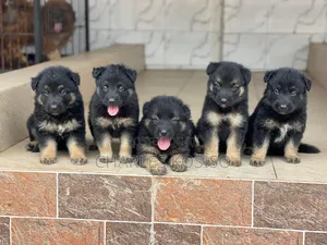 1-3 months Female Purebred German Shepherd