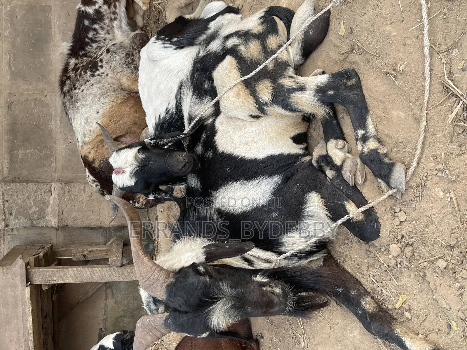 Ram and Goat