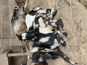 Ram and Goat