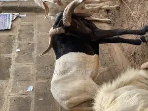 Ram and Goat