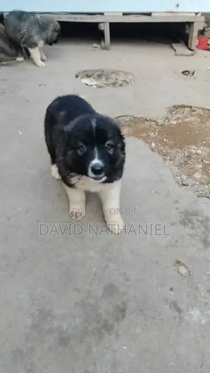 1-3 months Male Purebred Caucasian Shepherd