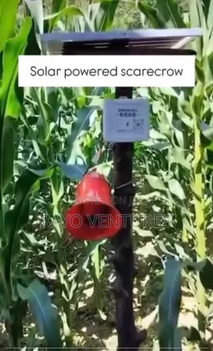Scare Crow