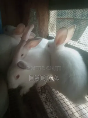 Weaner Rabbit