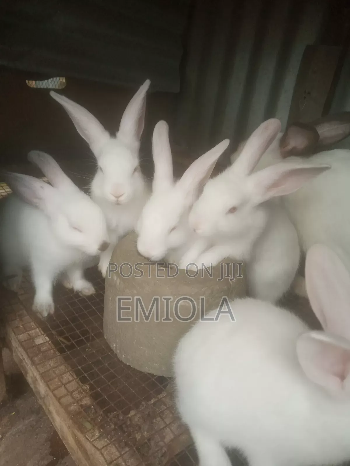 Weaner Rabbit
