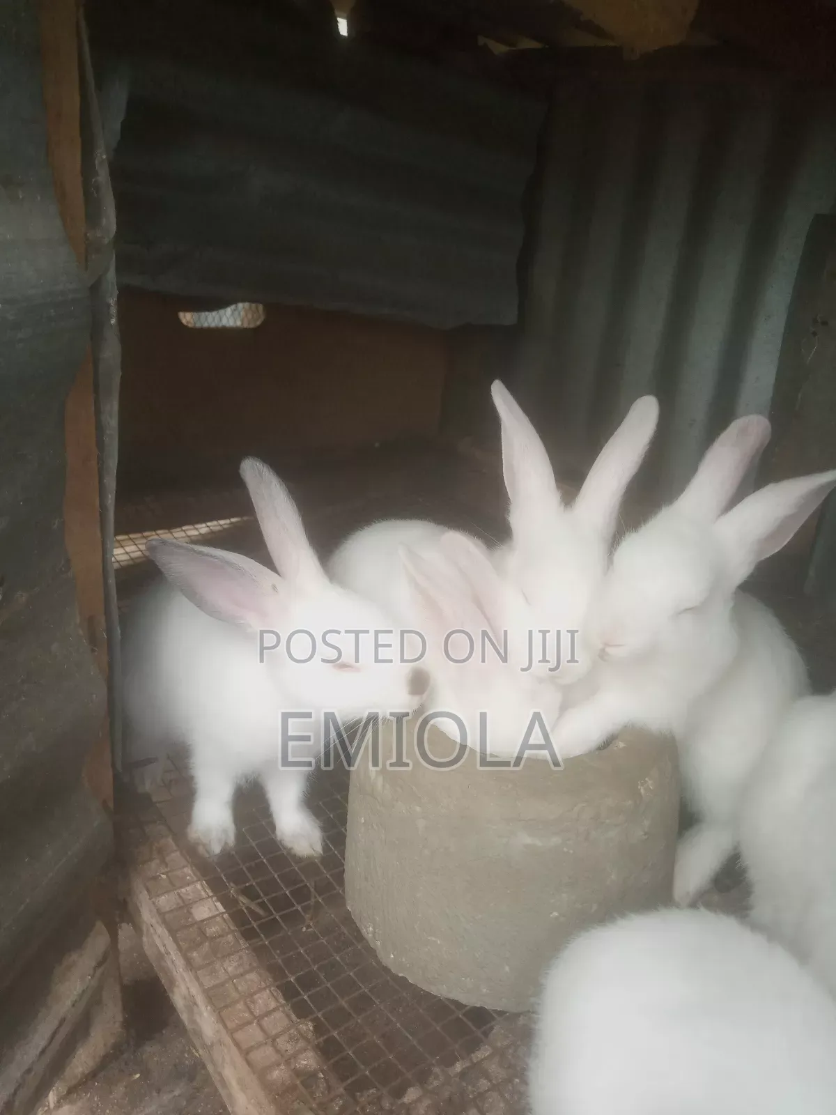 Weaner Rabbit