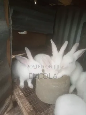 Weaner Rabbit