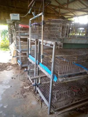 Broiler Cage