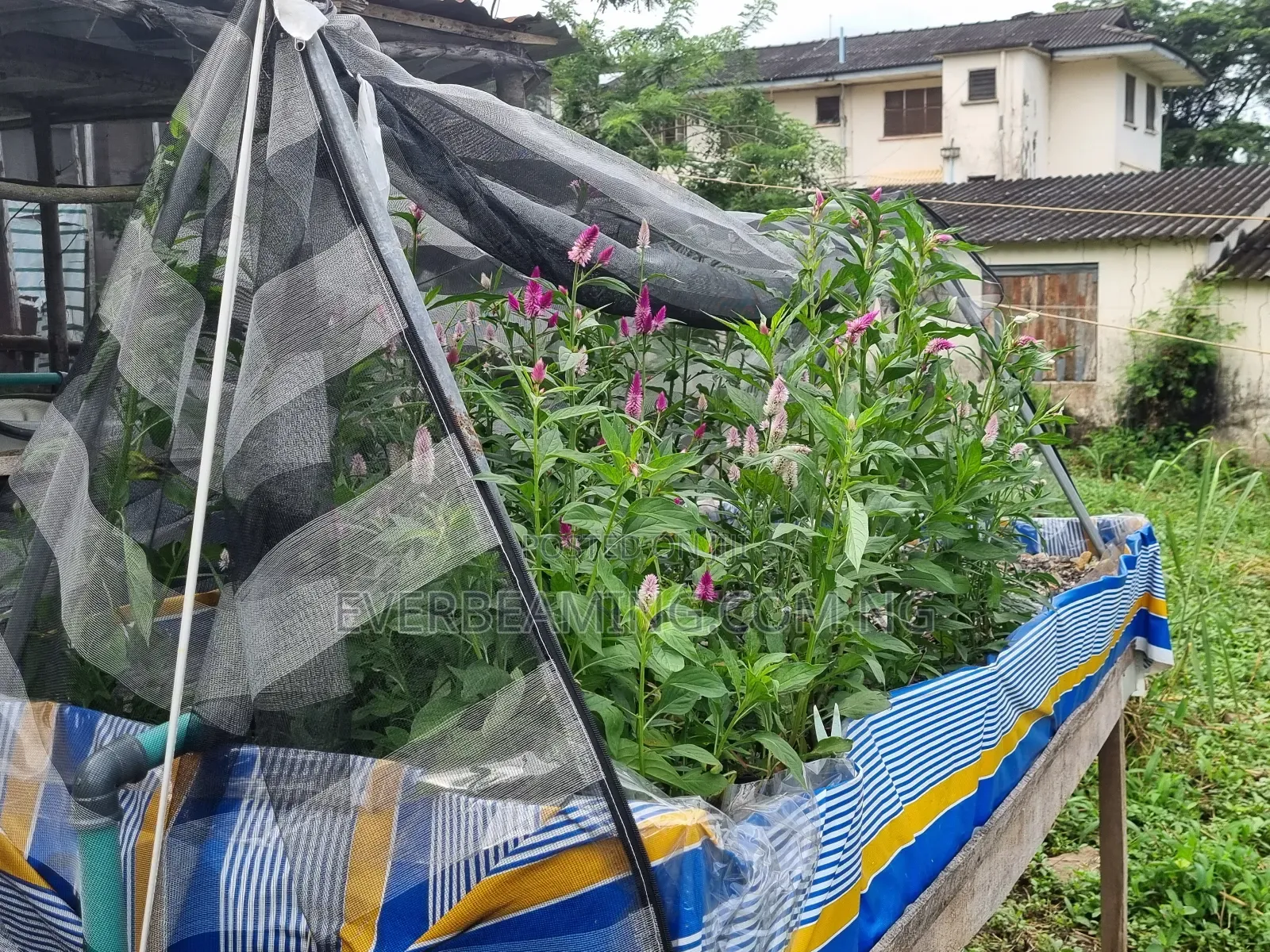 We Build Recirculatory Aquaculture System (Ras)