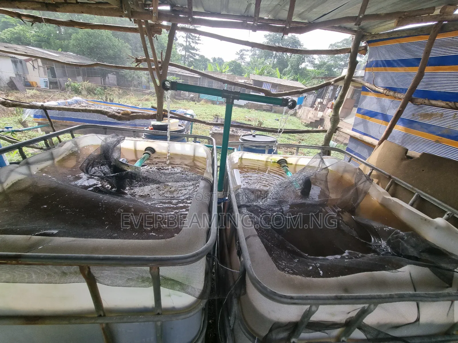 We Build Recirculatory Aquaculture System (Ras)