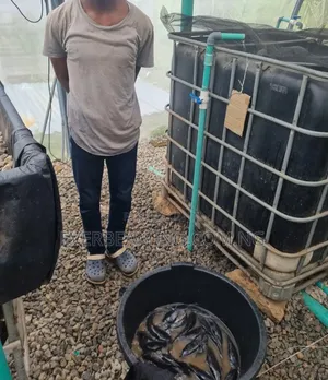 We Build Recirculatory Aquaculture System (Ras)