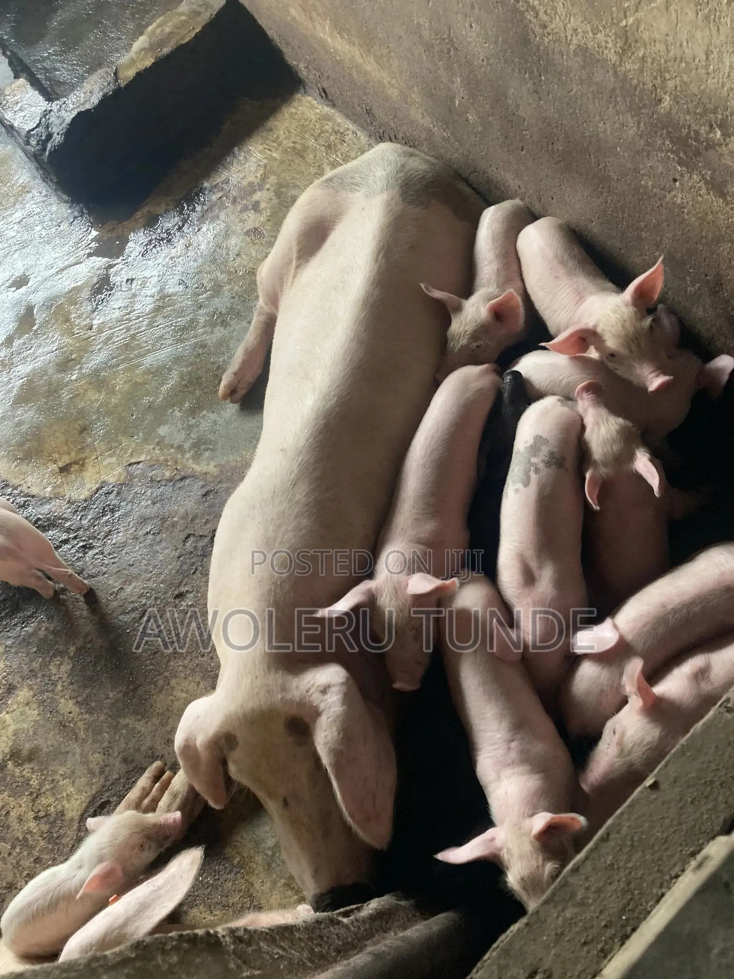 Pigs Available