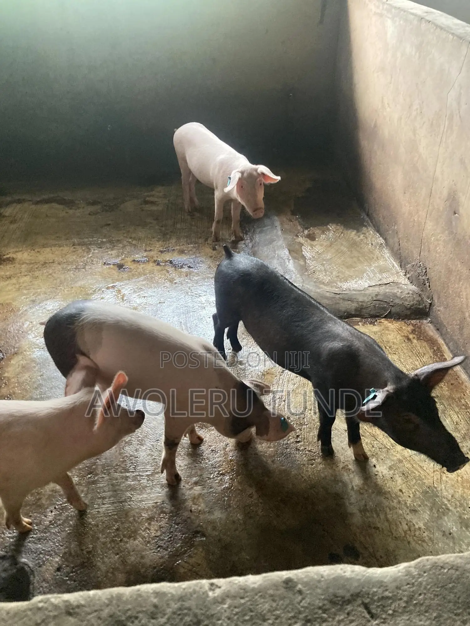 Pigs Available