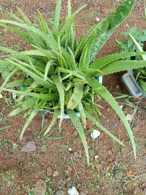 Aloe Vera Plants