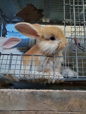 Pet Bunnies