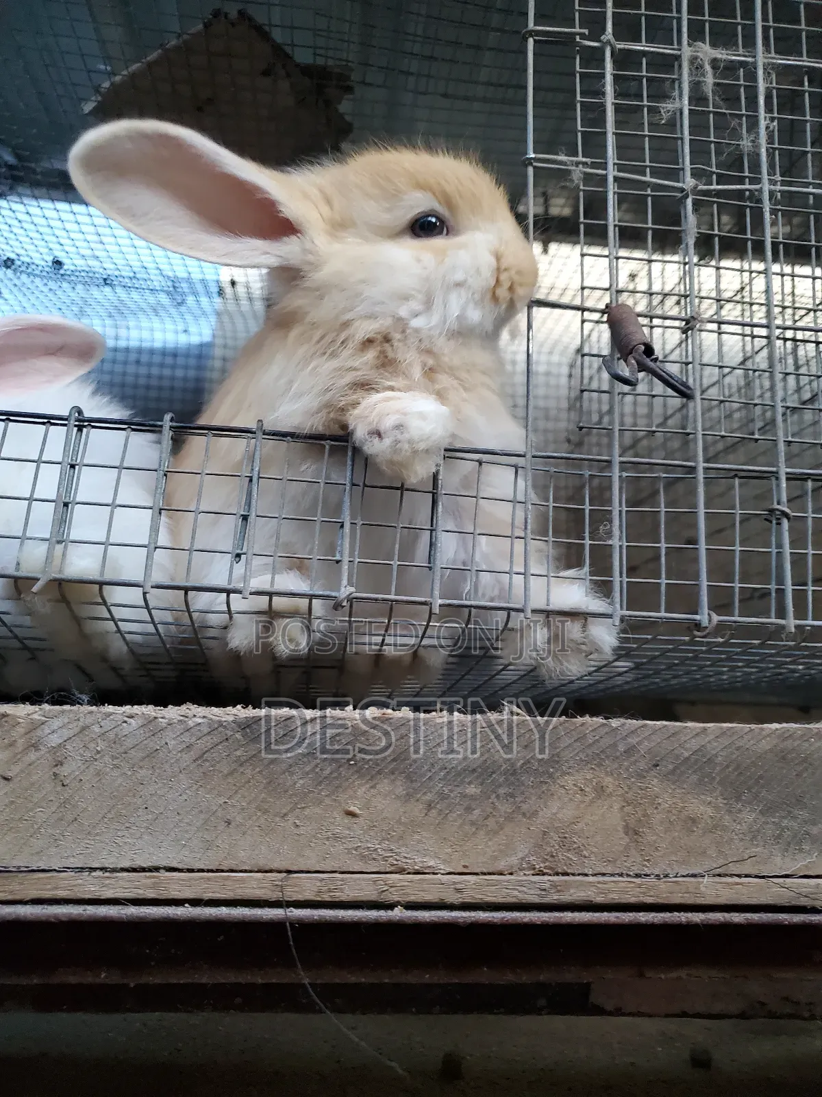 Pet Bunnies