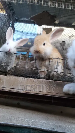 Pet Bunnies