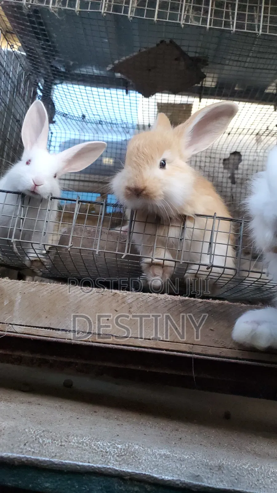 Pet Bunnies