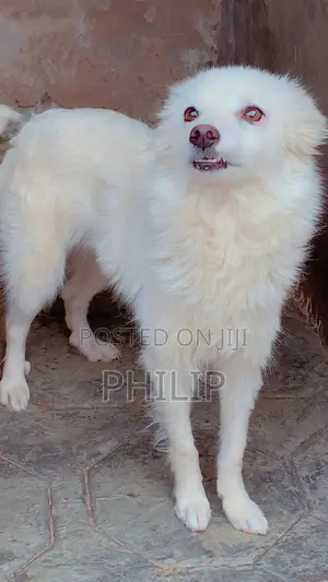 1+ year Female Purebred American Eskimo