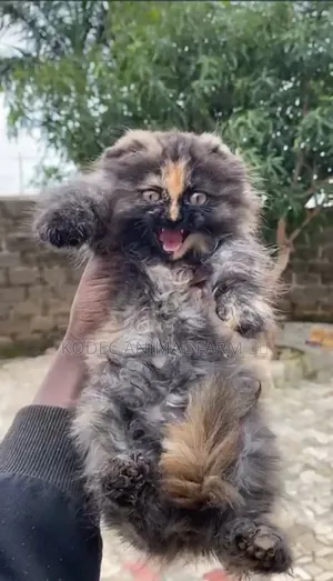 1-3 months Female Purebred Persian