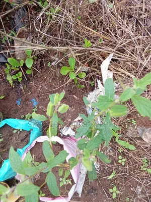 Ambunu Leaf Plant Aka Karkashi