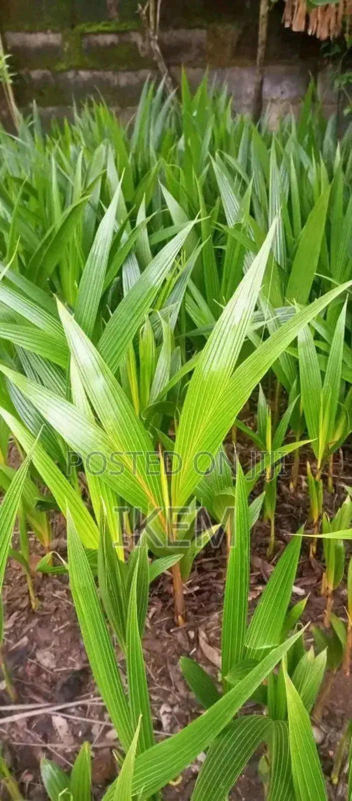Strong Coconut Seedlings  – For Sale