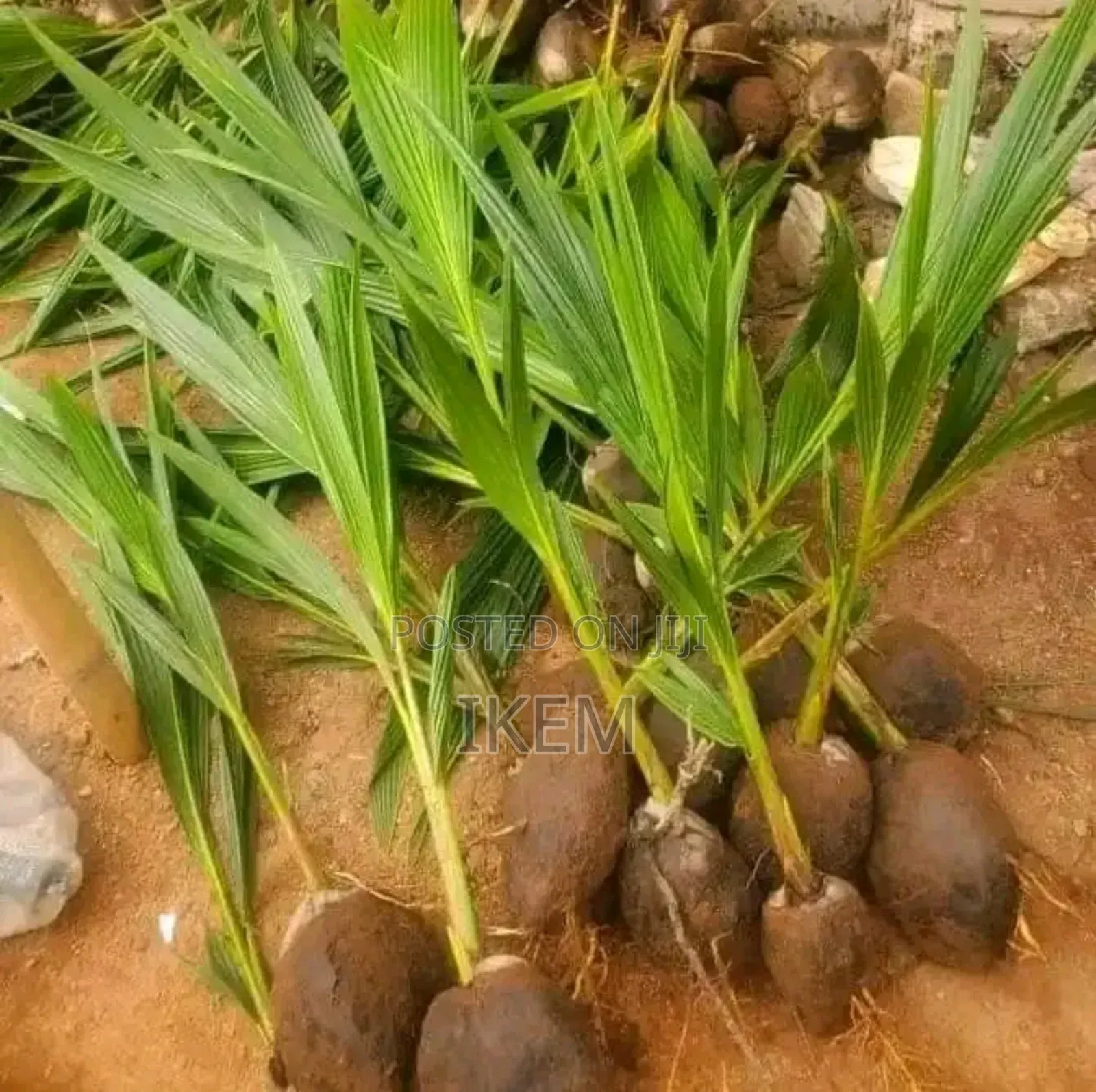 Strong Coconut Seedlings  – For Sale