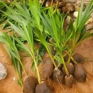 Strong Coconut Seedlings  – For Sale
