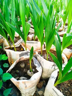 Strong Coconut Seedlings  – For Sale