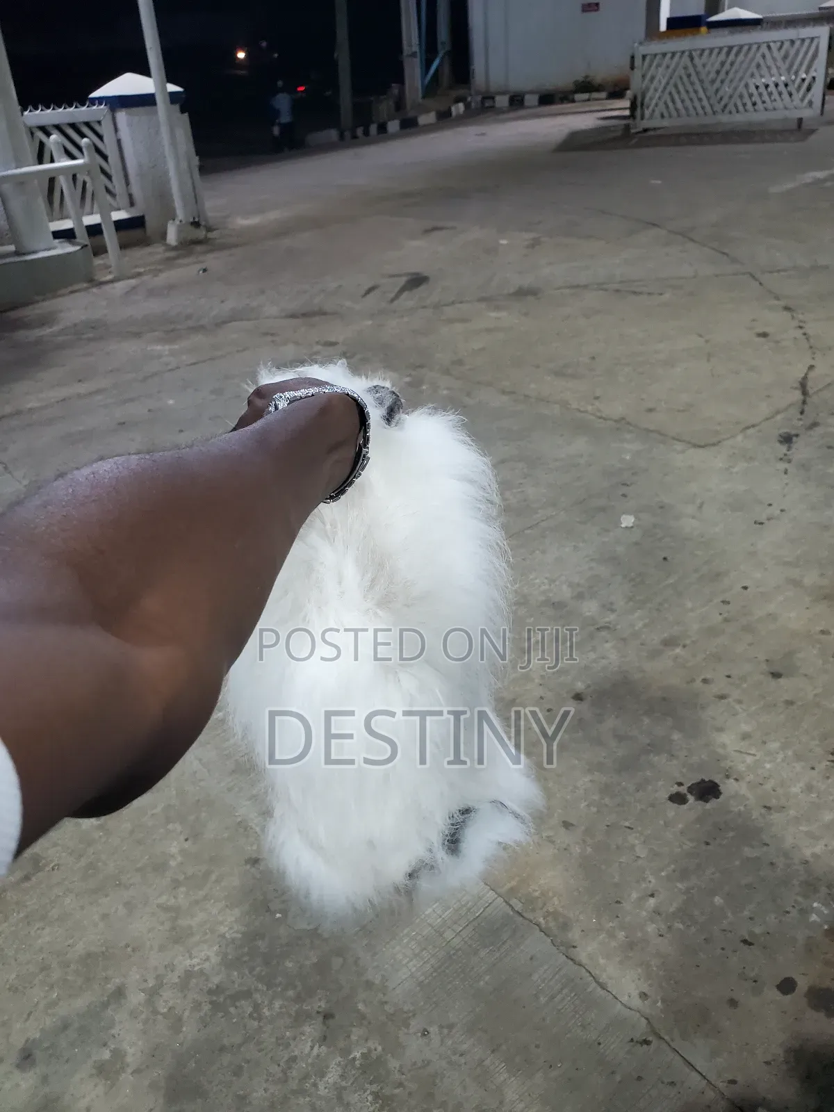 Angora Rabbit