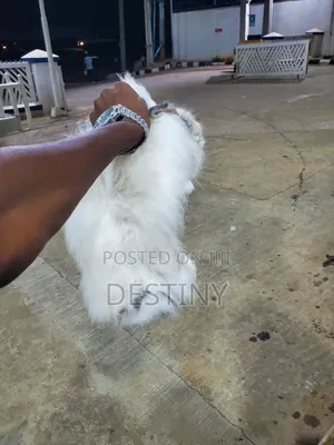 Angora Rabbit