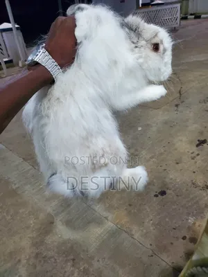 Angora Rabbit