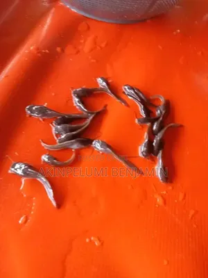 Catfish Seedling