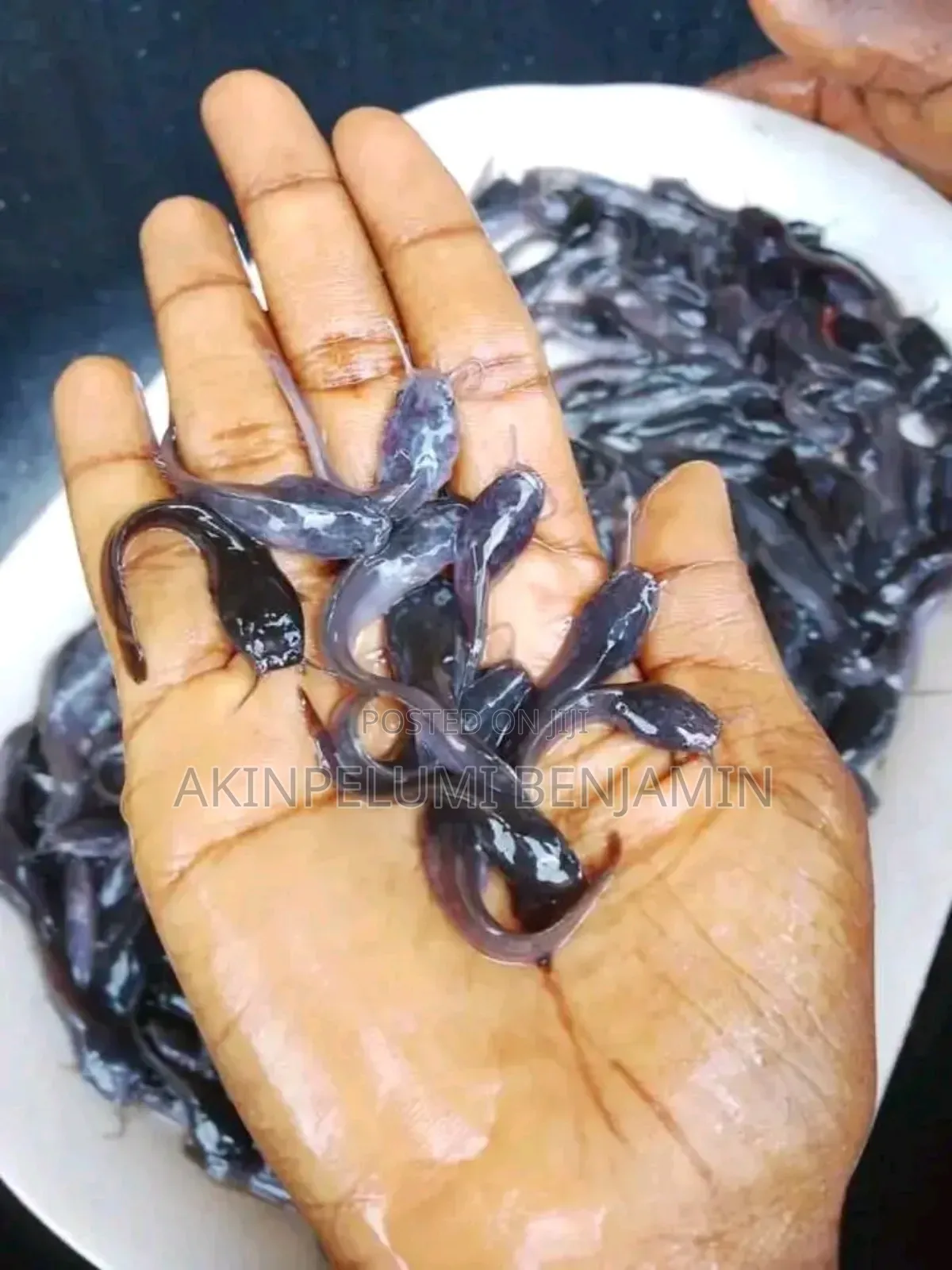 Catfish Seedling