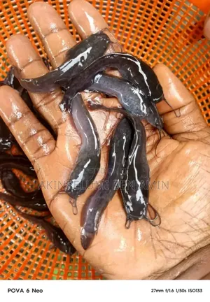Catfish Seedling