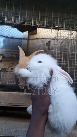 Pet Bunnies