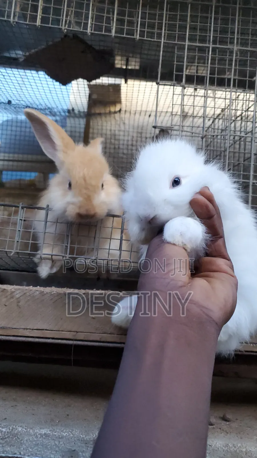 Pet Bunnies