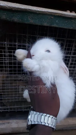 Pet Bunnies