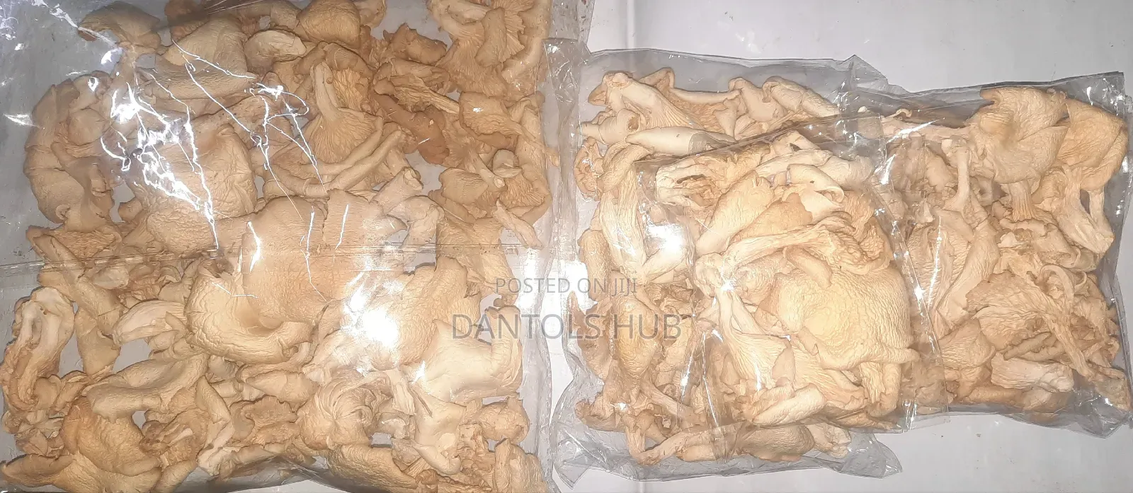 Oyster Mushroom