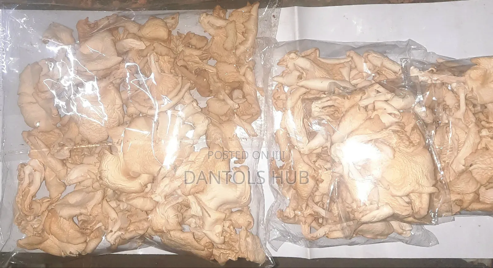 Oyster Mushroom