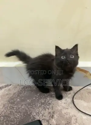1-3 months Male Purebred Bombay