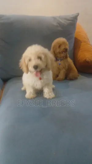 1-3 months Male Purebred Poodle