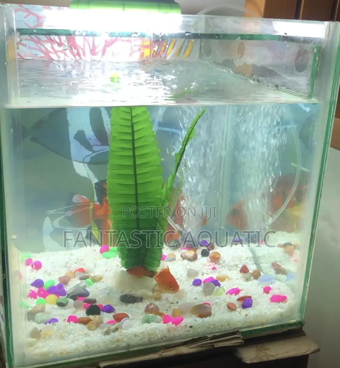 12x12x12’’ Custom Made Aquarium