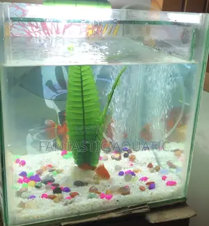 12x12x12’’ Custom Made Aquarium