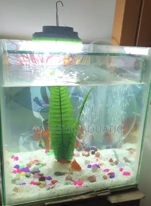 12x12x12’’ Custom Made Aquarium