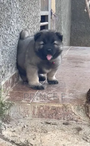 1-3 months Male Purebred Caucasian Shepherd
