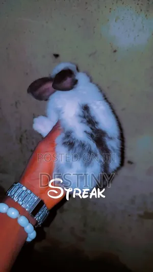 Rabbits Are Available