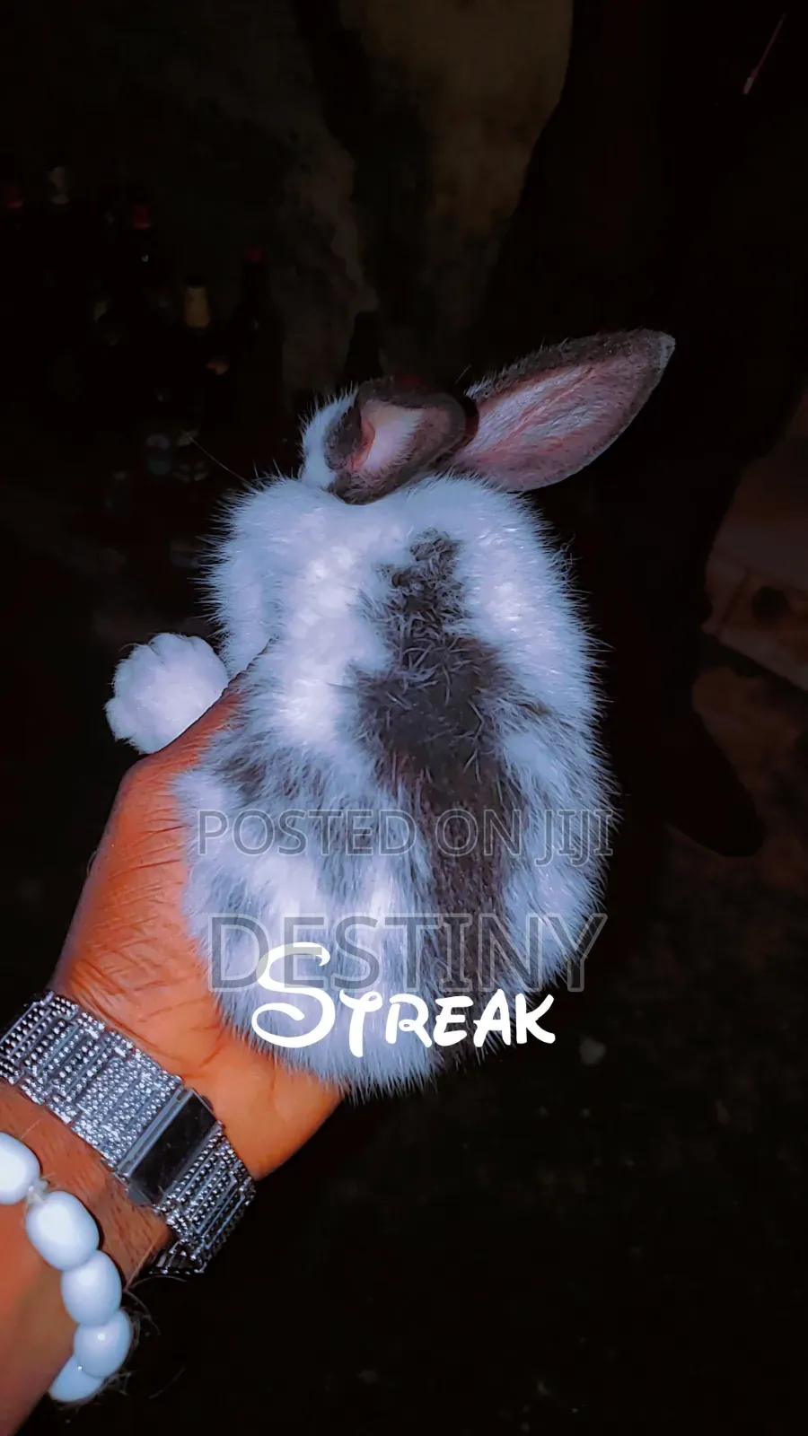 Rabbits Are Available
